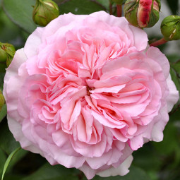 Роза английская Эглантайн (Eglantyne)