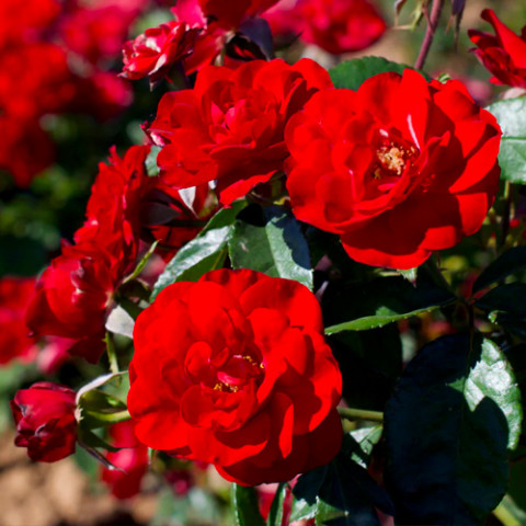 Роза флорибунда Европеана (Europeana)