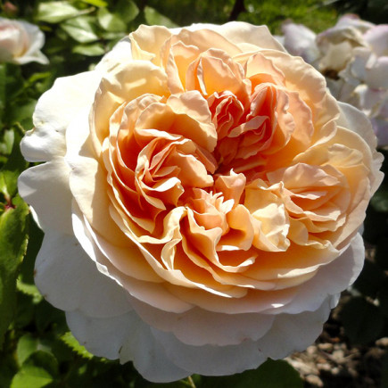 Троянда англійська Евелін (Evelyn)