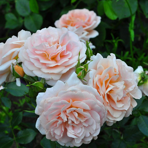 Троянда флорібунда Гейша (Geisha)