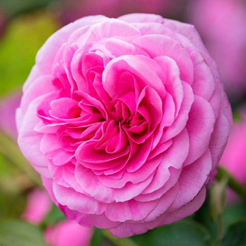 Роза английская плетистая Гертруда Джекил (Gertrude Jekyll)