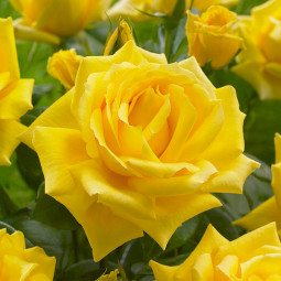 Роза чайно-гибридная Голд Стар (Gold Star)