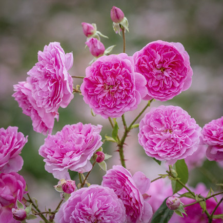 Роза английская Харлоу Карр (Harlow Carr)