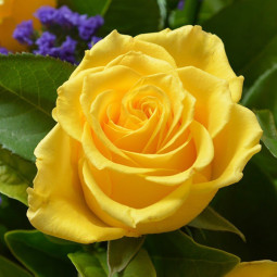 Роза чайно-гибридная Илиос (Ilios)