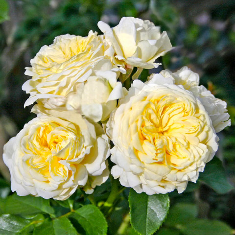 Троянда флорібунда Кронпринцес Мері (Kronprinsesse Mary)