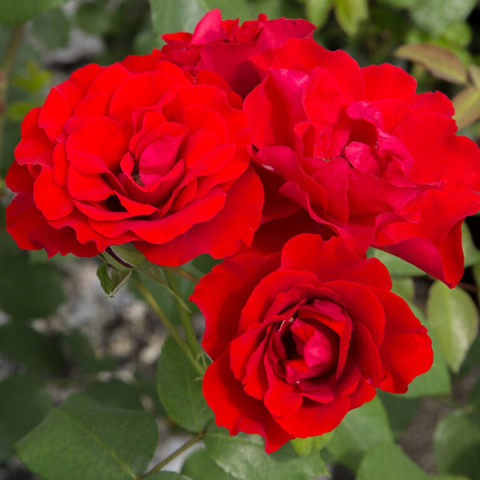 Троянда флорібунда Ла Севільяна (La Sevillana)