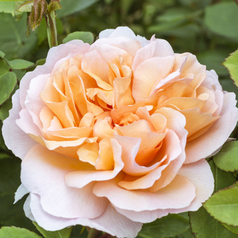 Троянда англійська Зе Леді Гарденер (The Lady Gardener)