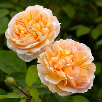 Троянда англійська Зе Леді Гарденер (The Lady Gardener)