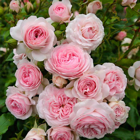 Троянда флорібунда Ларіса (Larissa)