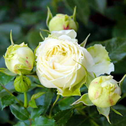 Роза флорибунда Лемон Рококо (Lemon Rokoko)
