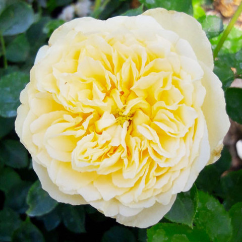 Роза флорибунда Лемон Ваза (Lemon Vaza)