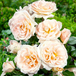 Роза флорибунда Лайонз Роуз (Lions Rose)