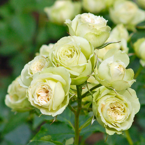 Троянда флорібунда Лавлі Грін (Lovely Green)