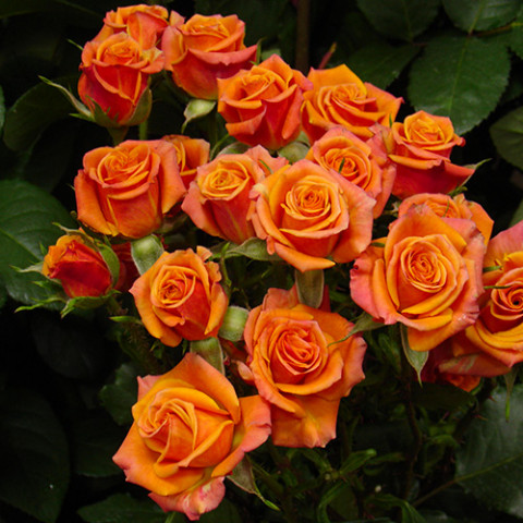 Роза флорибунда Мамбо (Mambo)