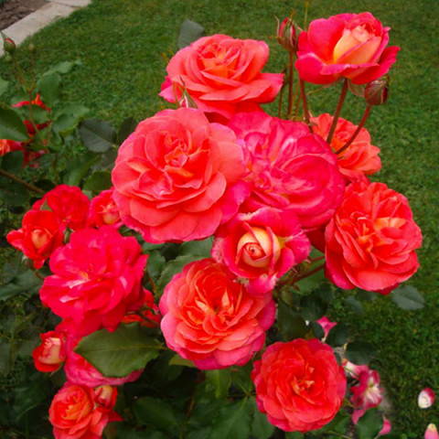 Троянда флорібунда Мідсаммер (Midsummer)