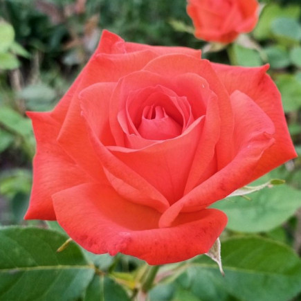 Роза чайно-гибридная Монтезума (Montezuma)