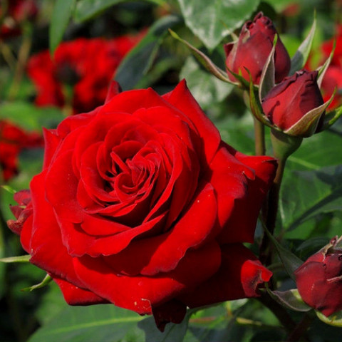 Троянда флорібунда Ніколо Паганіні (Niccolo Paganini)