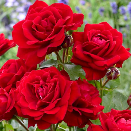 Троянда флорібунда Ніна Вейбул (Nina Weibull)