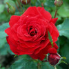 Троянда флорібунда Ніна Вейбул (Nina Weibull)