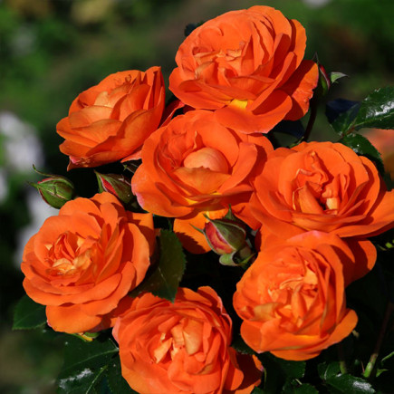 Роза флорибунда Оранж Мейлав (Orange Meilove)