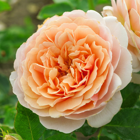 Троянда флорібунда Парфум Де Орлеанс (Parfum D'Orleans)