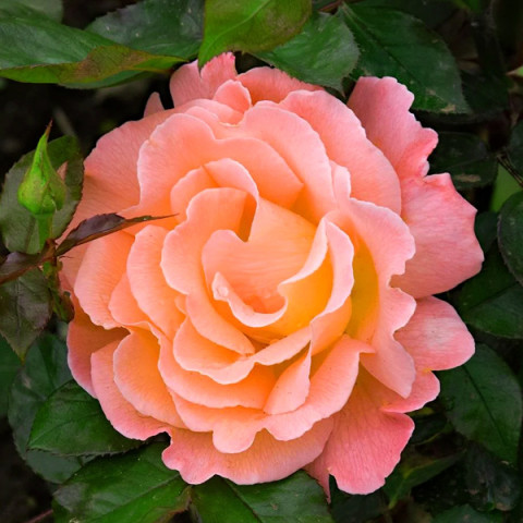 Троянда флорібунда Піскіпер (Peacekeeper)