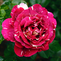 Роза чайно-гибридная Пестрая Фантазия (Pestraja Fantazija)