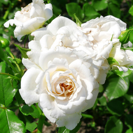 Роза флорибунда Петтикоут (Petticoat)