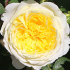 Троянда патіо Ракель Ренесанс (Racquel Renaissance)