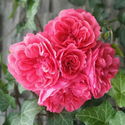 Роза плетистая Пинк Мусимара (Pink Musimara)