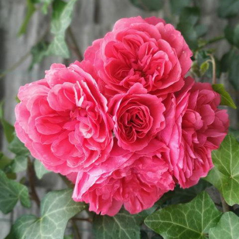Троянда плетиста Пінк Мусімара (Pink Musimara)
