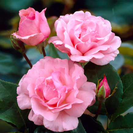 Троянда флорібунда Квін Елізабет (Queen Elizabeth)