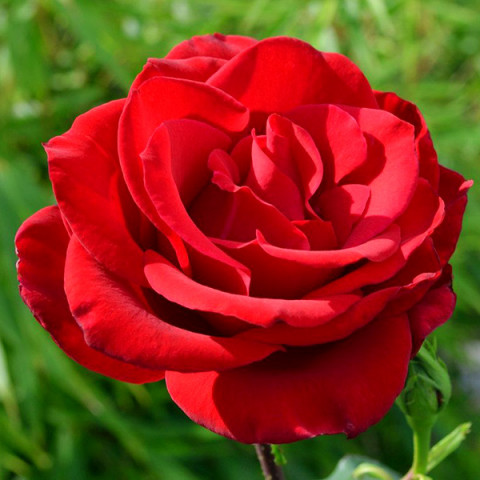 Троянда флорібунда Ред Абунданс (Red Abundance)