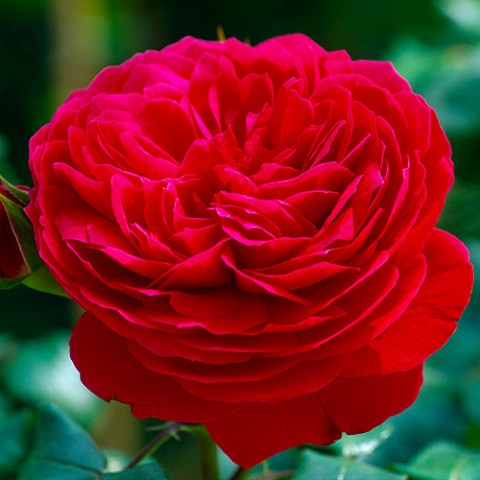 Троянда флорібунда Ред Леонардо да Вінчі (Red Leonardo da Vinci)