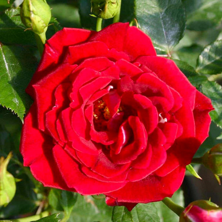 Роза плетистая Ред Парфюм (Red Parfum)