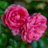 Троянда плетиста Розаріум Ютерсен (Rosarium Uetersen)