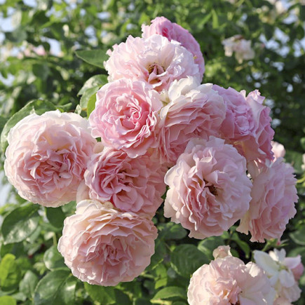 Роза плетистая Розе де Толбиак (Rose de Tolbiac)