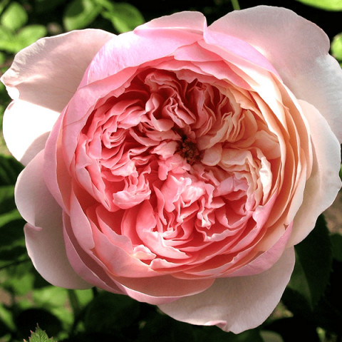 Роза английская Алнвик Роуз (The Alnwick Rose)
