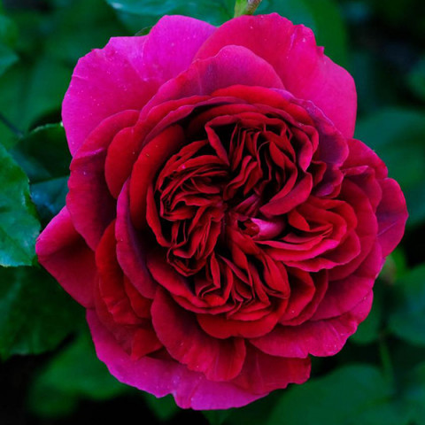 Троянда англійська Дарк Леді (The Dark Lady)