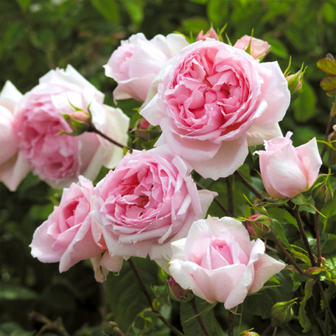 Троянда англійська Зе Веджвуд Роуз (The Wedgwood Rose)
