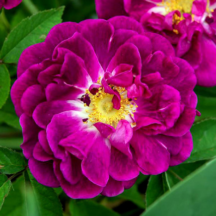 Троянда англійська Тускані Супер (Tuscany Superb)