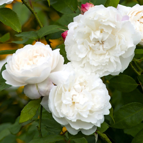 Троянда англійська Вільям і Кетрін (William and Catherine)