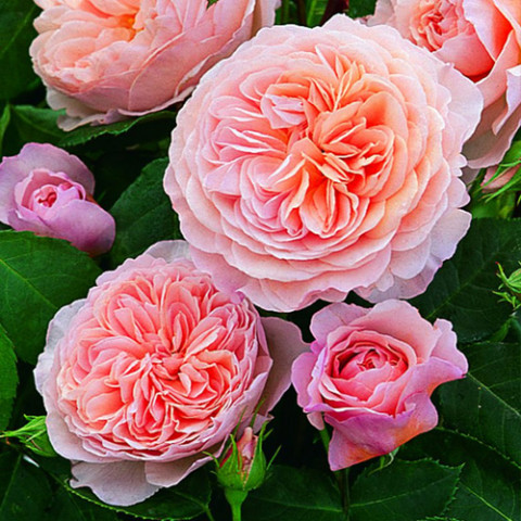 Троянда англійська Вільям Моріс (William Morris)