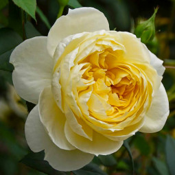 Роза плетистая Йеллоу Романтика (Yellow Romantica)