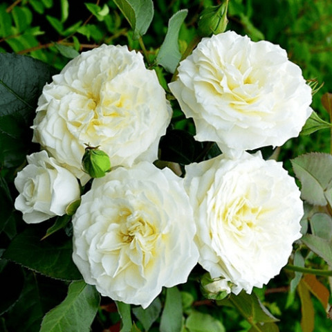 Троянда флорібунда Алабастер (Alabaster)