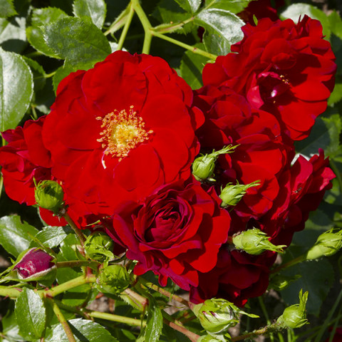 Роза почвопокровная Альпенглюхен (Alpengluhen)