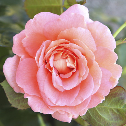 Троянда шраб Амелія Ренессанс (Amelia Renaissance)