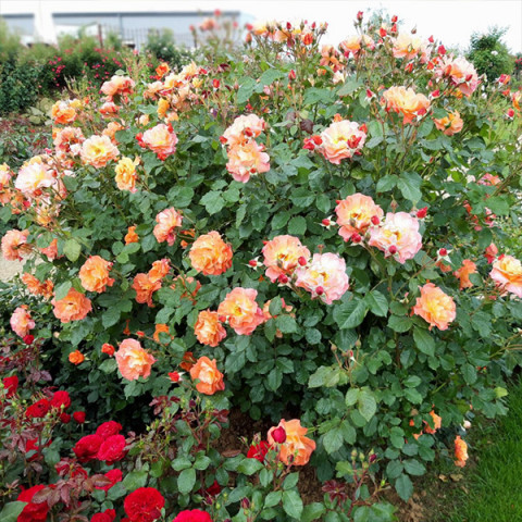 Роза флорибунда Арабия (Arabia)