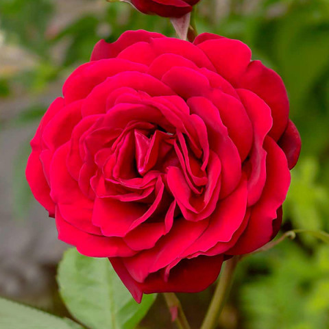 Троянда патіо Балморал (Balmoral)