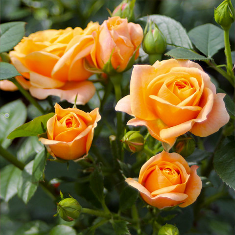 Троянда флорібунда Бернштайн Роуз (Bernstein Rose)